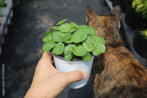 Hydrocotyle verticillata,워터코인,수경식물,꽃화분