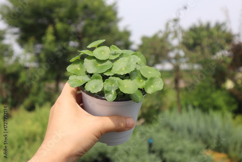 Hydrocotyle verticillata,워터코인,수경식물,꽃화분