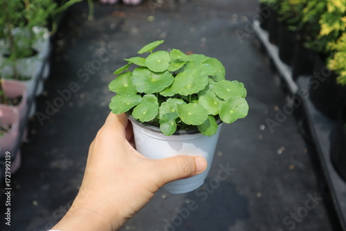 Hydrocotyle verticillata,워터코인,수경식물,꽃화분