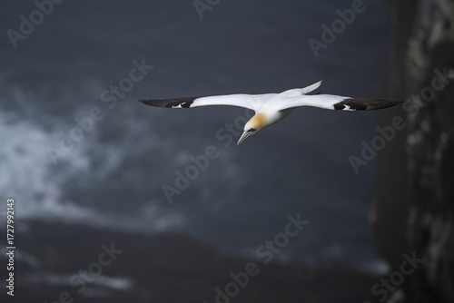 Fou de bassan en vol