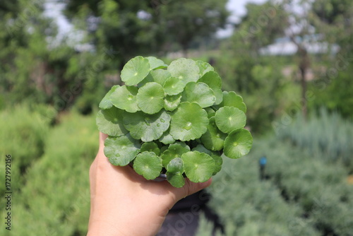 Hydrocotyle verticillata,워터코인,수경식물,꽃화분