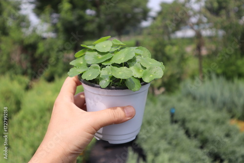 Hydrocotyle verticillata,워터코인,수경식물,꽃화분