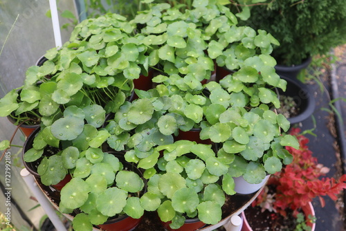 Hydrocotyle verticillata,워터코인,수경식물,꽃화분