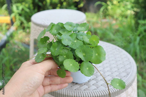 Hydrocotyle verticillata,워터코인,수경식물,꽃화분