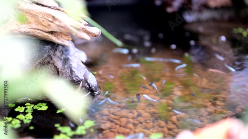 綺麗な水の中を泳ぐメダカの群れ