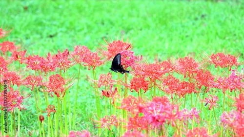真っ赤な彼岸花と黒色のアゲハ蝶「スローモーション」