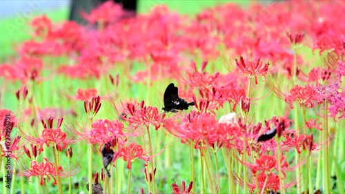 羽を広げるクロアゲハ