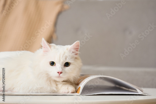 Foto Cute white cat with magazine lying on table at home, closeup