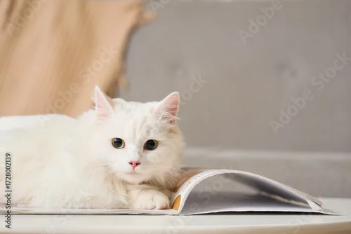Obraz Cute white cat with magazine lying on table at home, closeup