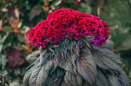 Canvas Print A vivid cockscomb flower stands out with its lush red blooms resembling intricate velvet patterns