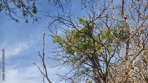 Looking up through the trees towards the blue sky