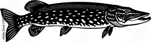 NORTHERN PIKE FISH SILHOUETTE ON WHITE BACKGROUND
