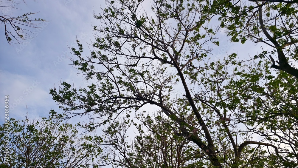 Obraz premium Tree Canopy Reaching Towards a Cloudy Sky