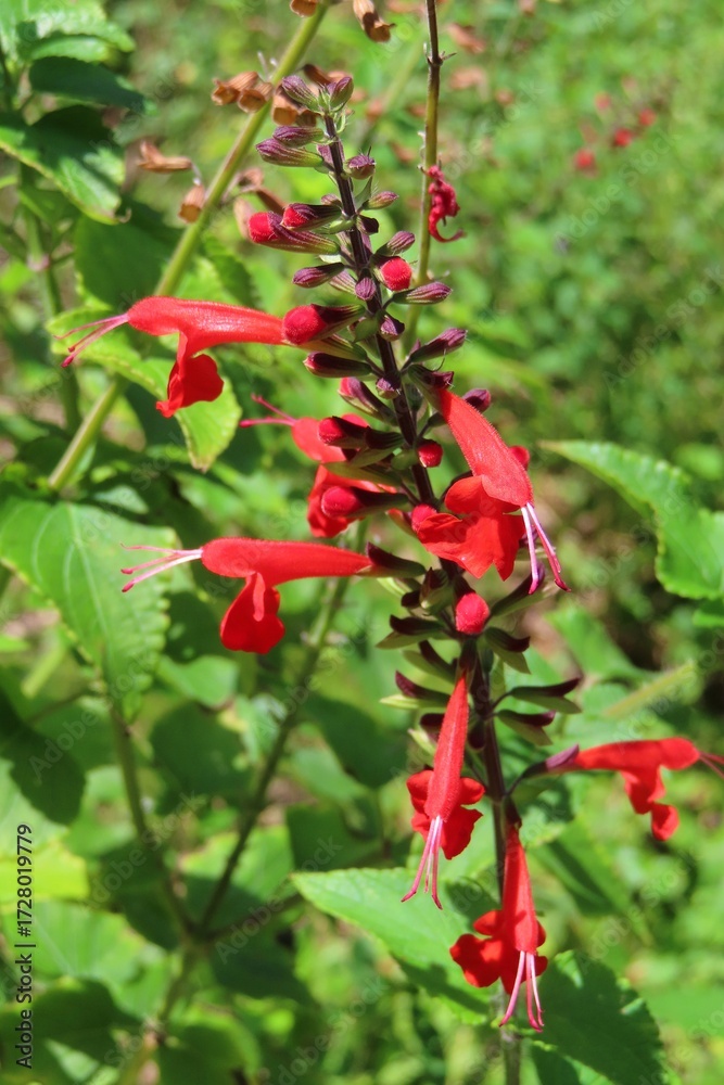 Obraz premium Beautiful red salvia flowers in Florida, nature, closeup