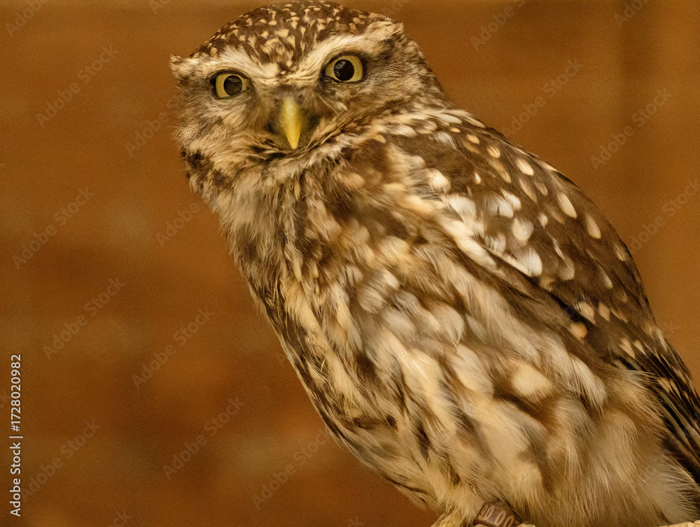 Naklejka premium Chouette chevêche