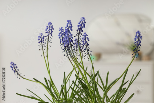 Beautiful Muscari flowers i...