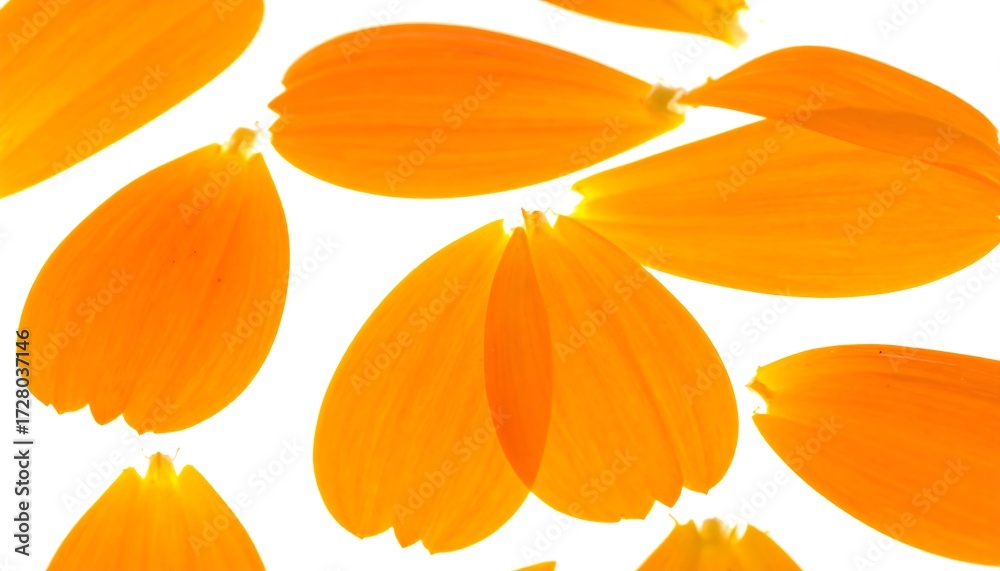 Obraz premium Close-up of vibrant orange flower petals