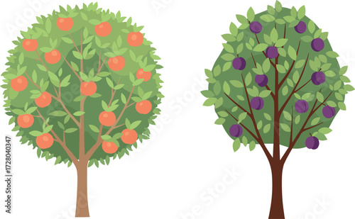 Illustration of orange fruit tree and plum fruit tree with green leaves, seasonal orchard plants, healthy garden harvest botanical vector artwork