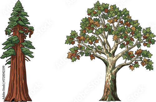 Illustration of redwood and oak trees with autumn leaves, hand drawn style, isolated on white background, natural forest, eco friendly artwork