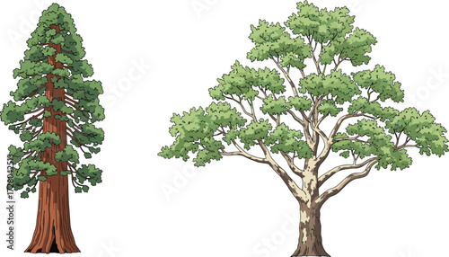 Illustration of sequoia and oak trees with green foliage, hand drawn style, isolated on white background, natural forest, eco friendly design