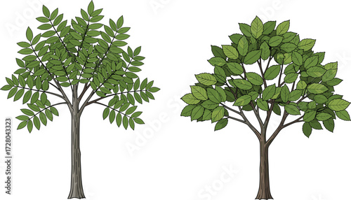 Illustration of two different trees with green leaves, hand drawn style, isolated on white background, nature, foliage, eco friendly design
