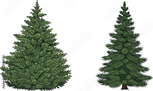 Illustration of two evergreen pine trees with green foliage, hand drawn style, isolated on white background, forest nature, eco friendly design