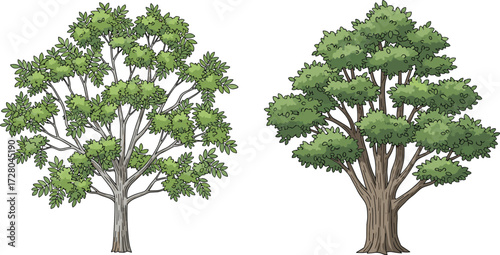 Illustration of two green leafy trees with thick branches, isolated on white background, natural forest vegetation, eco friendly design, foliage drawing