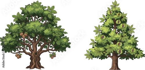 Illustration of walnut and chestnut trees with fruits and green foliage, hand drawn style, isolated on white background, natural eco design