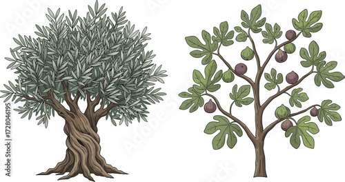 Olive tree illustration with detailed trunk and fig tree with fruits, botanical drawing, nature plants, eco friendly design, vector art