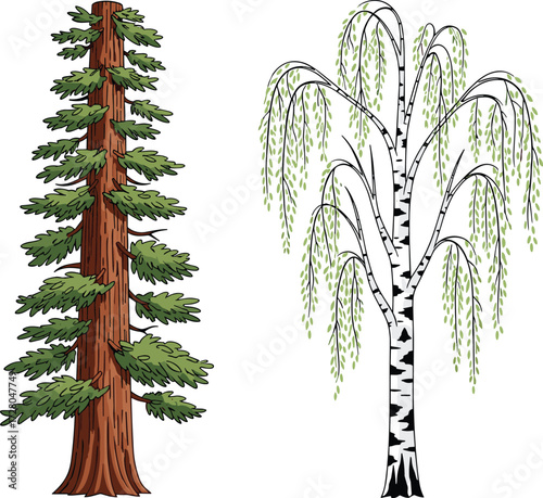 Tall redwood tree illustration and graceful weeping birch tree drawing, detailed forest nature artwork, isolated botanical design for natural themes
