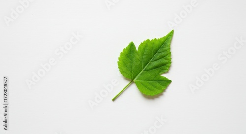 Close up vibrant green leaf against white background
