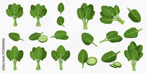 Collection of spinach illustrations, including bunches, single leaves, and sliced spinach, isolated on a transparent background.