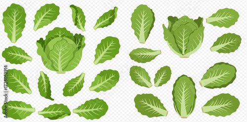 A vibrant collection of fresh green romaine lettuce heads and individual leaves, presented on a transparent background.