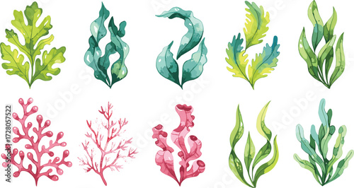 Seaweed vector illustration, aquatic plant clipart, underwater foliage design, marine botanical elements, coral reef flora, ocean greenery, editable stock artwork