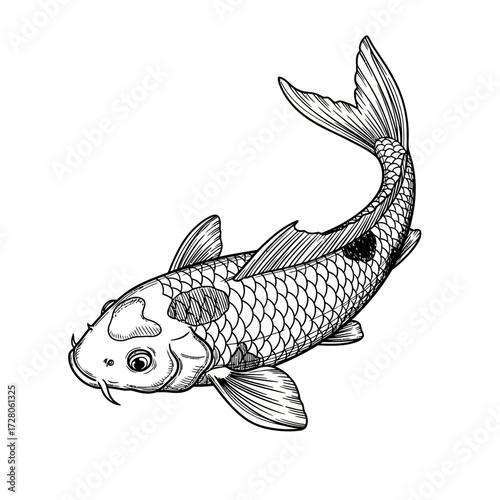 Elegant koi fish illustration showcasing intricate scale details and graceful movement drawing a