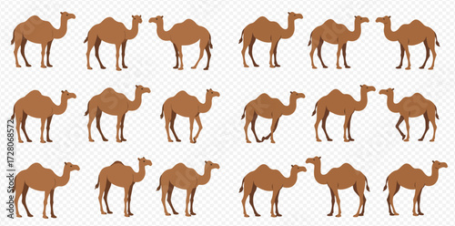An illustration featuring multiple brown dromedary camels in various standing and walking poses, arranged in a repeating pattern.