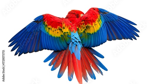 A vibrant macaw in flight, wings outstretched against a white background.  A striking display of color