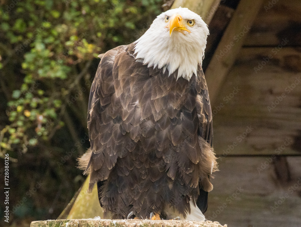 Obraz premium Pygargue à tête blanche