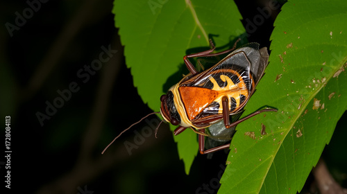 Cicada changing its skin in the rainforest understory at night