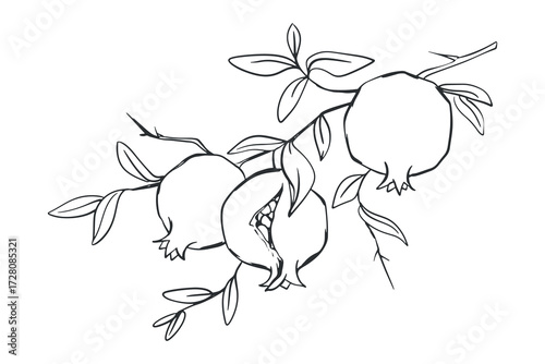 Ripe pomegranate with leaves, vector illustration. Branch with southern fruits in engraving style. Linear sketch in black ink on white background.