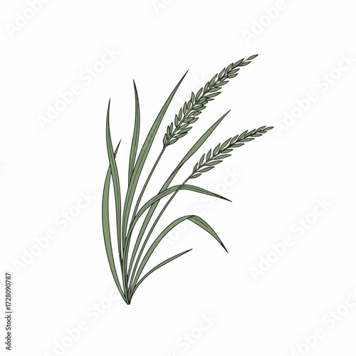 Green grass plant with seed heads, hand drawn botanical illustration on white background. Nature, agriculture, and organic design element.