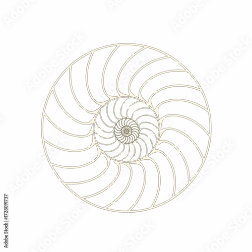 Nautilus Shell Cross-Section. Golden Ratio Spiral. Geometric Nature Pattern Illustration