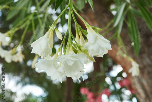 Blooming white oleanders in a summer garden in the Mediterranean