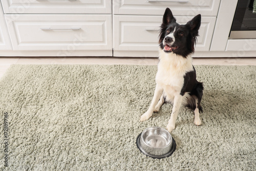 Border Collie dog with feed...