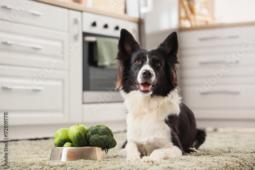 Border Collie dog and feedi...
