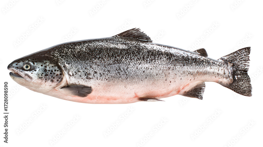 Naklejka premium Whole atlantic salmon fish isolated on transparent background
