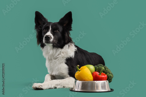 Border Collie dog with vege...