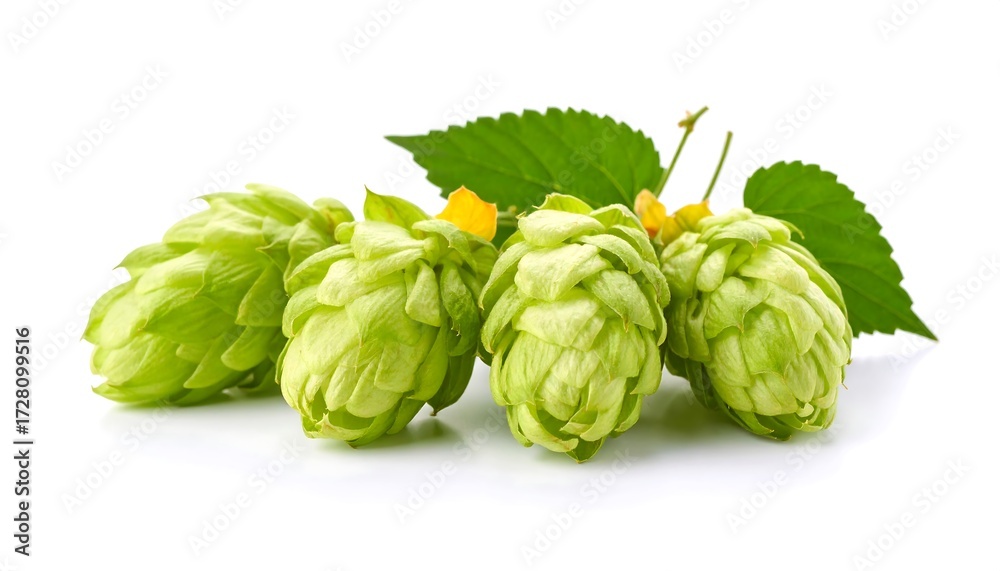 Fototapeta premium Close-up of fresh green hops