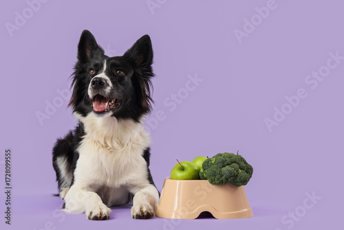 Border Collie dog with heal...