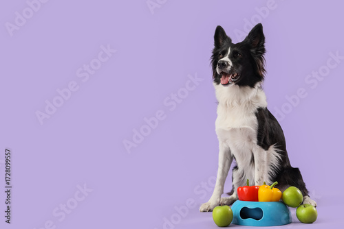 Border Collie dog with feed...